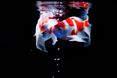 Two goldfish with orange and white scales swim gracefully in dark water, creating a striking contrast. Their fins flow elegantly as they navigate the black background, and small bubbles rise beneath them.