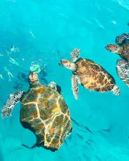 brown and black turtle swimming on water