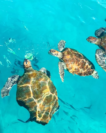 Several sea turtles swim gracefully in crystal-clear blue water, their patterned shells glistening under the sunlight. The water appears vibrant and transparent, with a serene and calming feel.