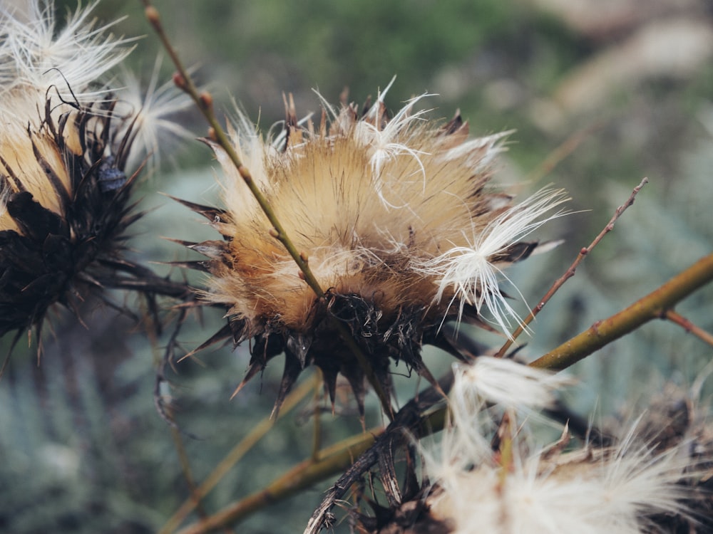 yellow dandelion in close up photography