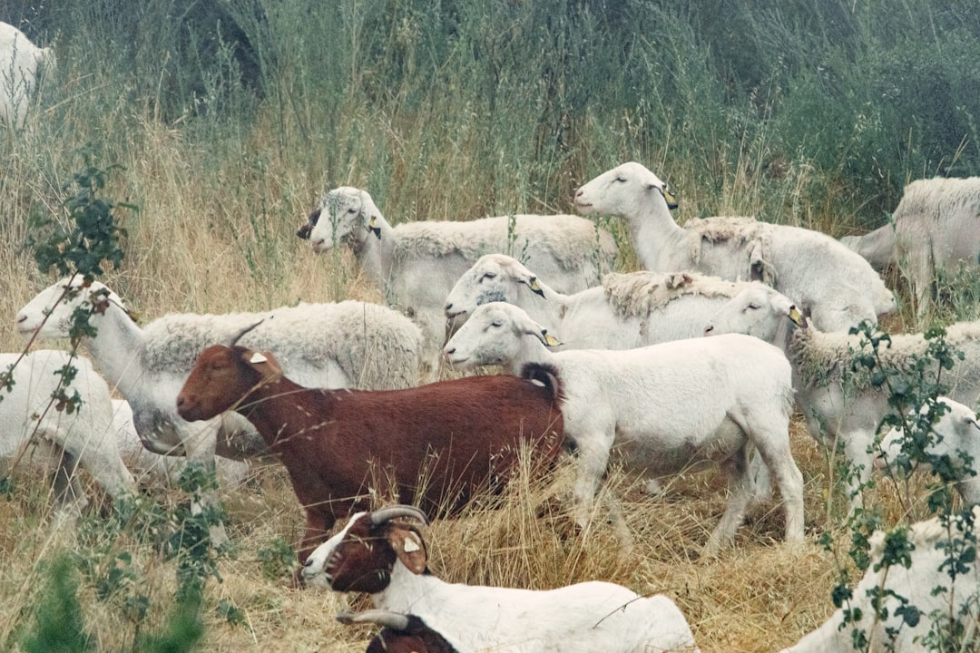 white and brown goats on green grass field during daytime