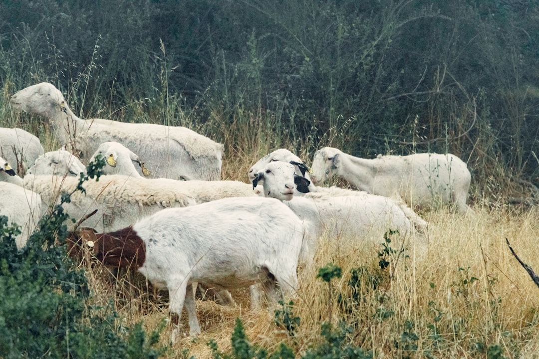 herd of white and brown goats on brown grass field during daytime