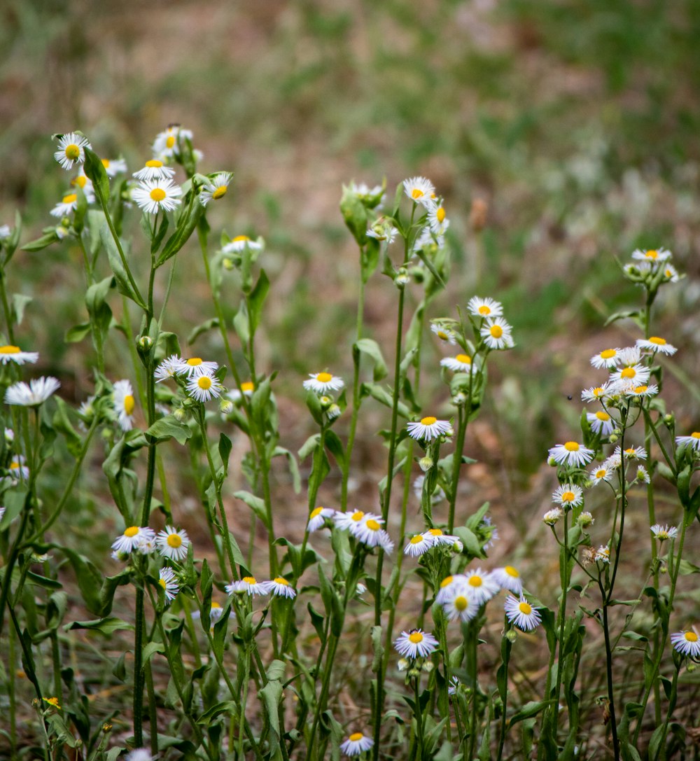 white and yellow flowers in tilt shift lens