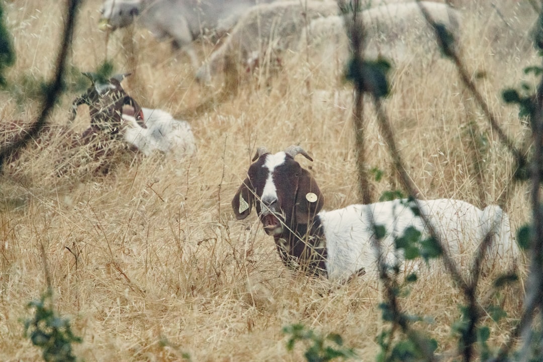 white and brown cow on brown grass field during daytime
