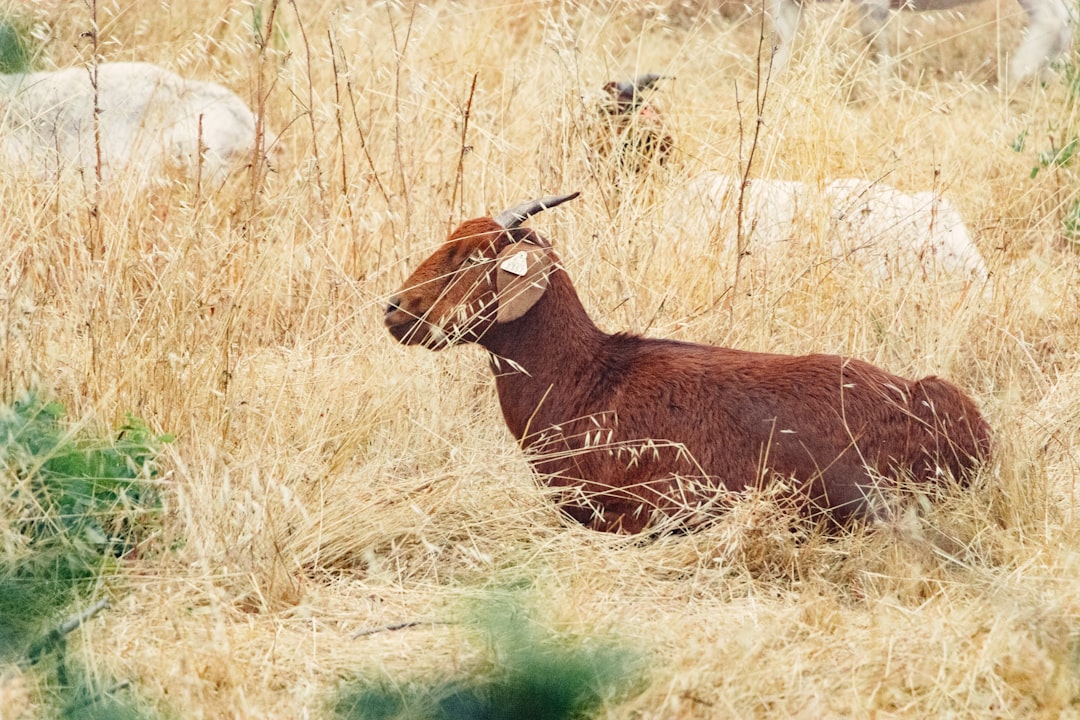 brown deer on brown grass field during daytime