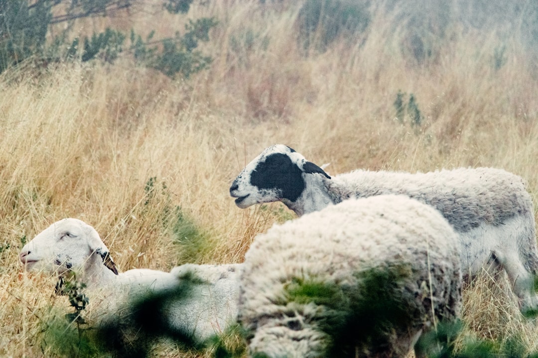 white and black sheep on brown grass field during daytime