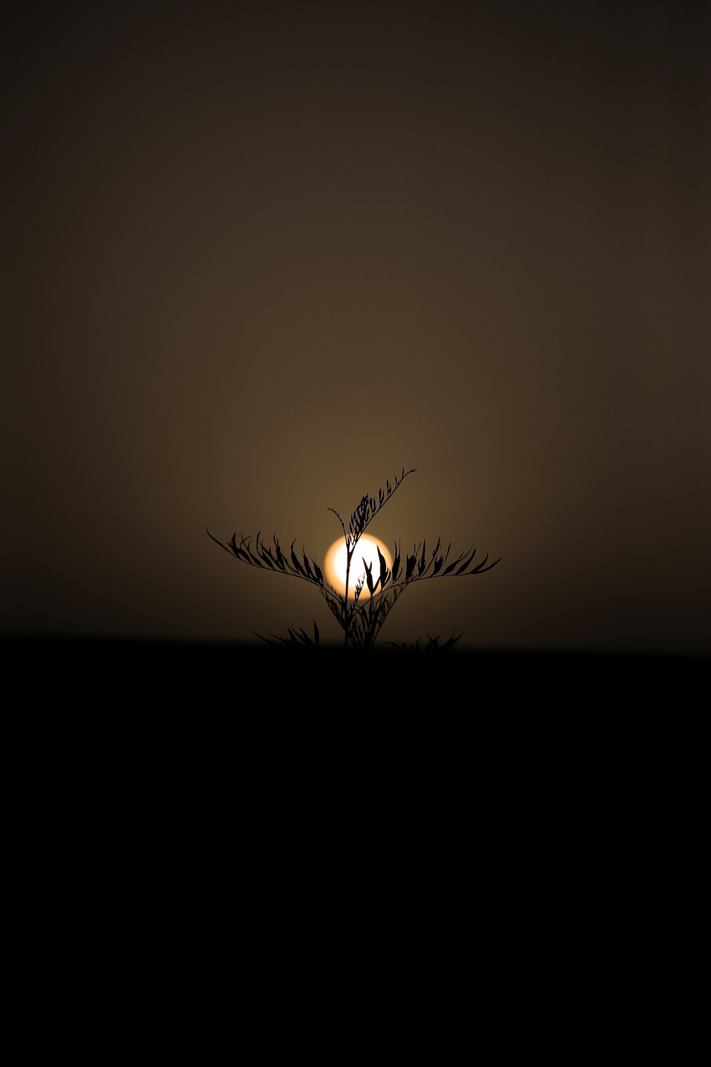 silhouette of bird flying during sunset