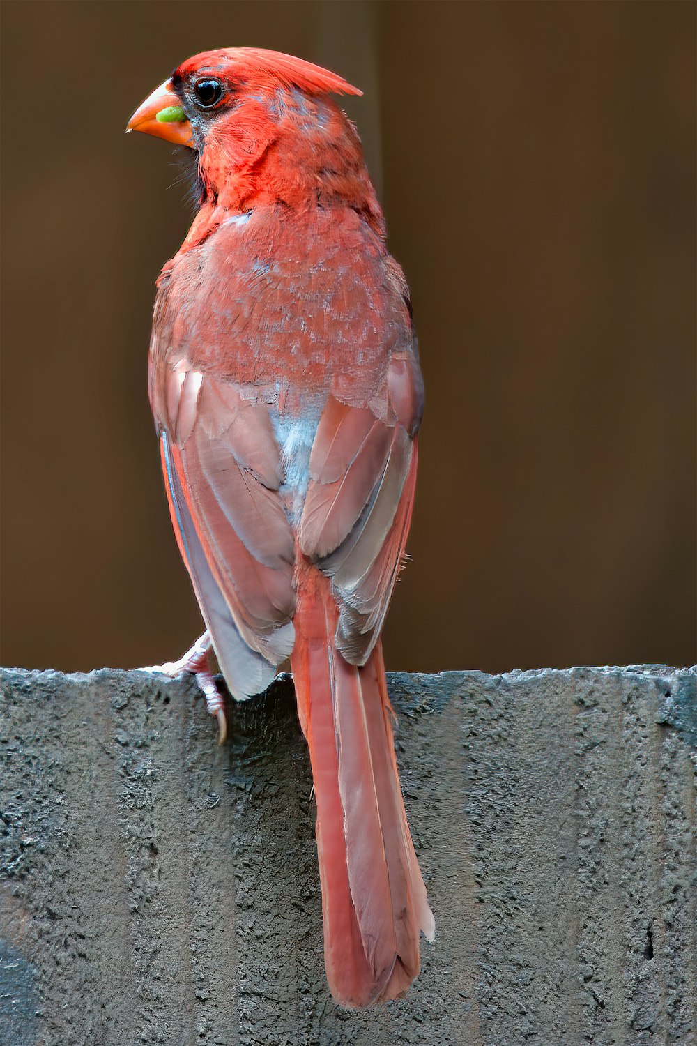 uccello rosso su staccionata di legno grigia