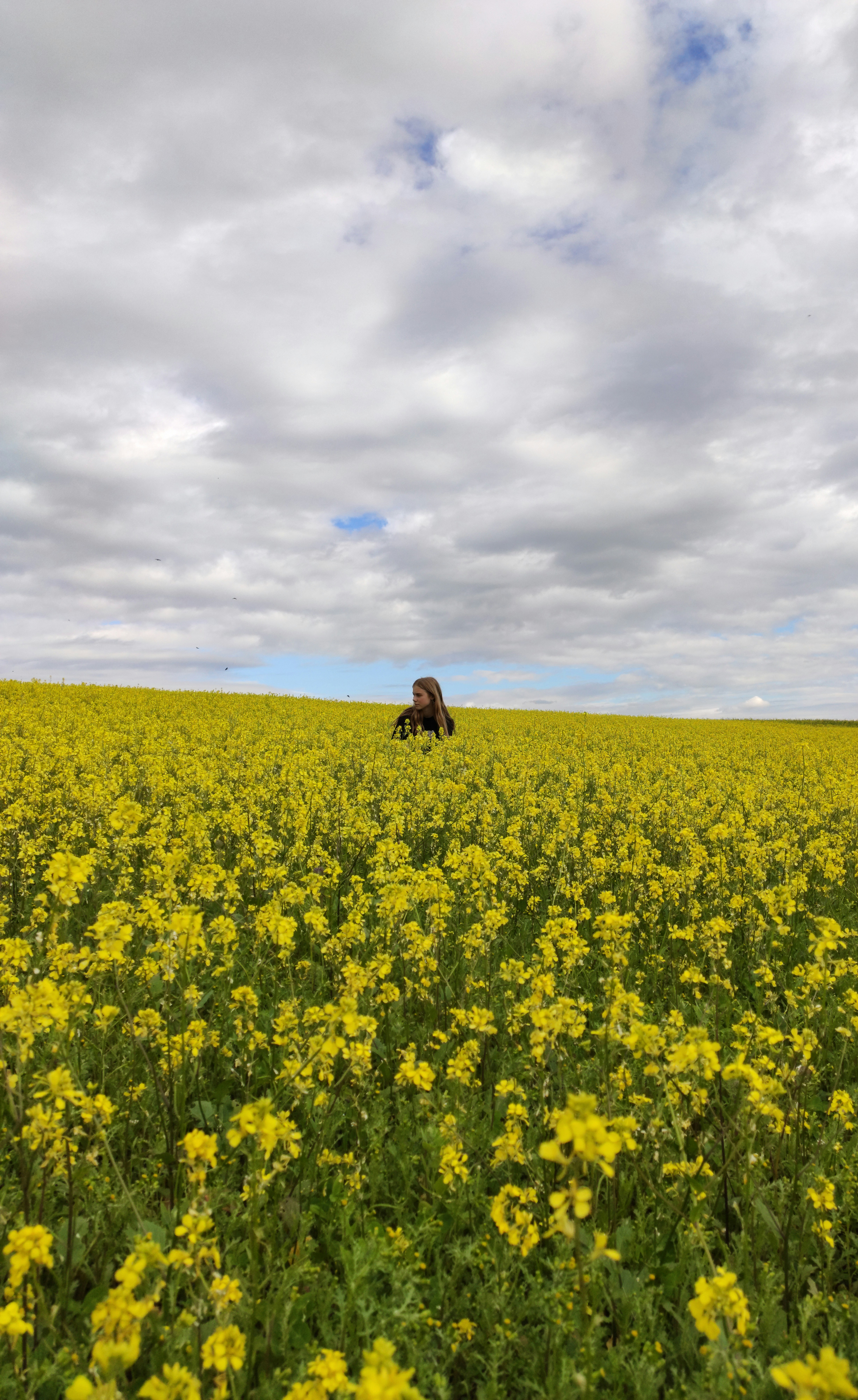 Yellow flower field under white clouds during daytime photo Free