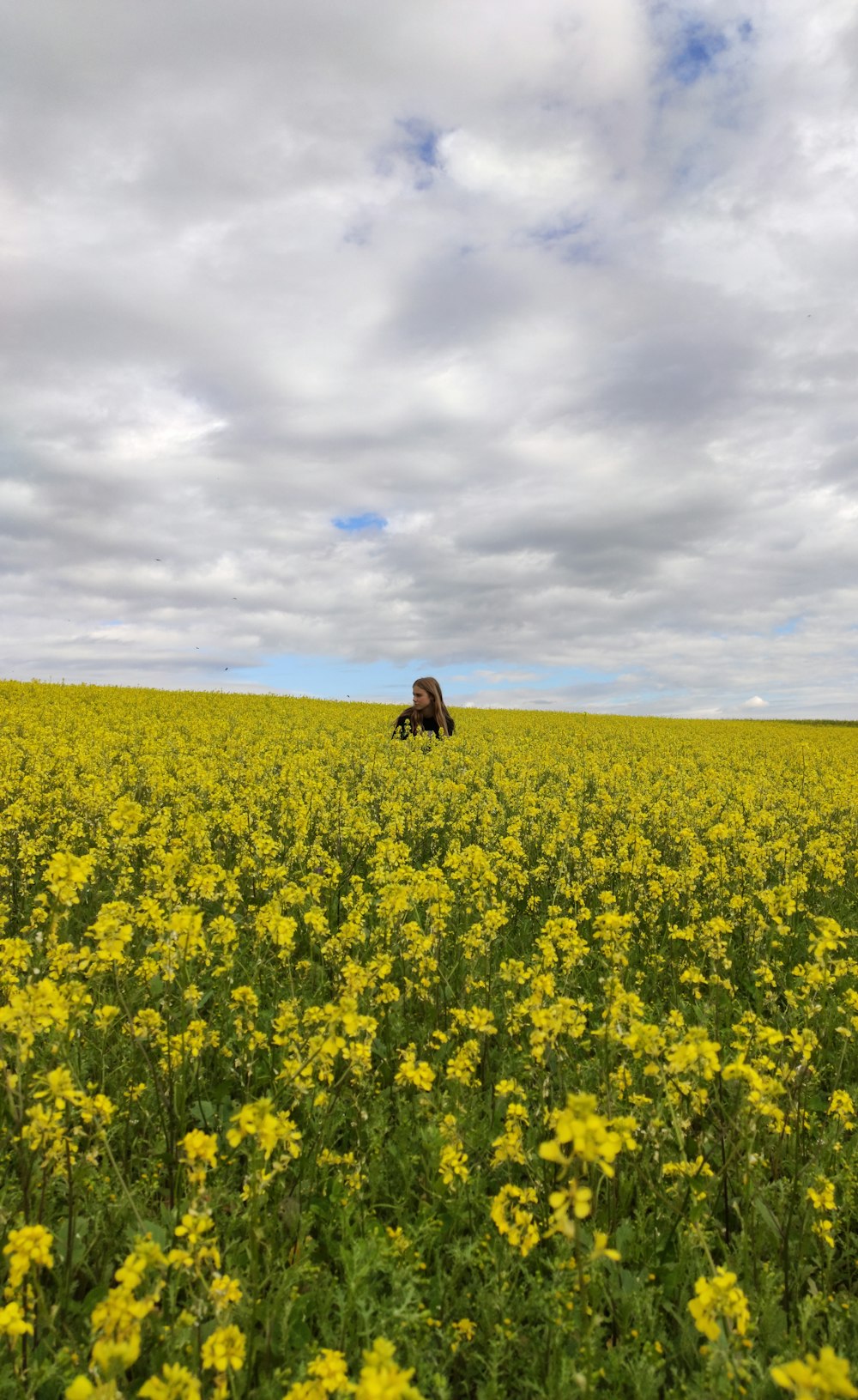 yellow flower field under white clouds during daytime