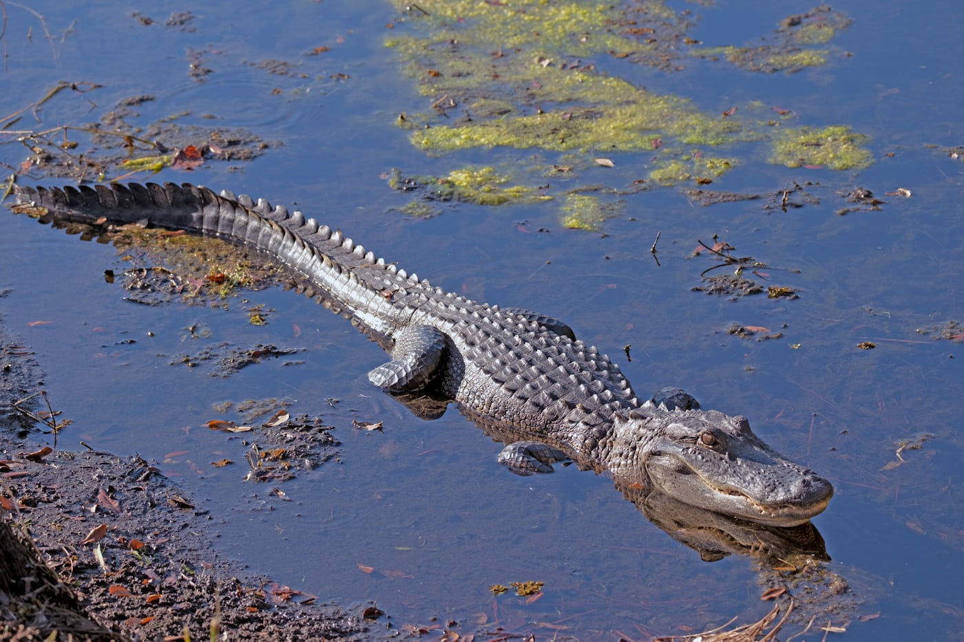 David Cashbaugh. alligator. gator. crocodile on water during daytime. usa. 