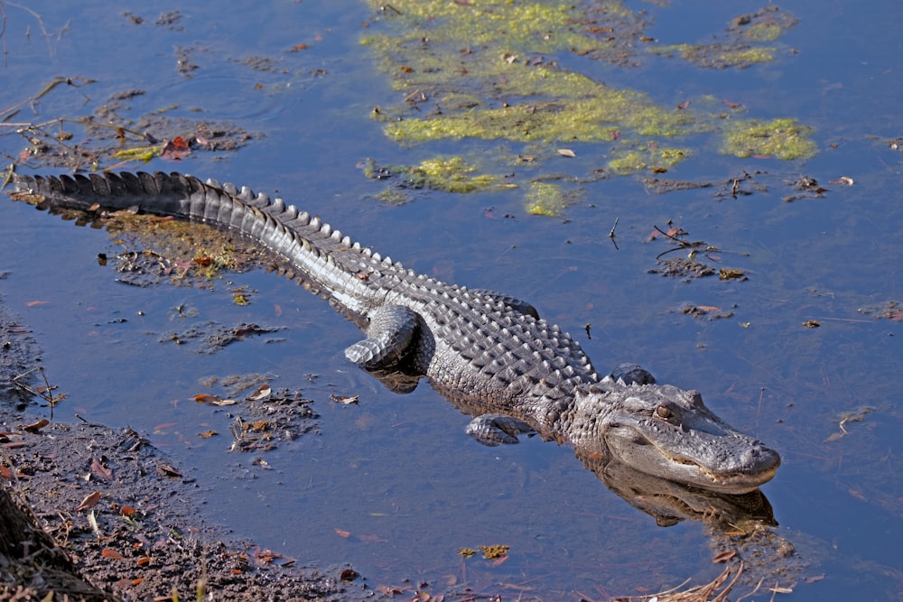 Krokodil tagsüber auf dem Wasser