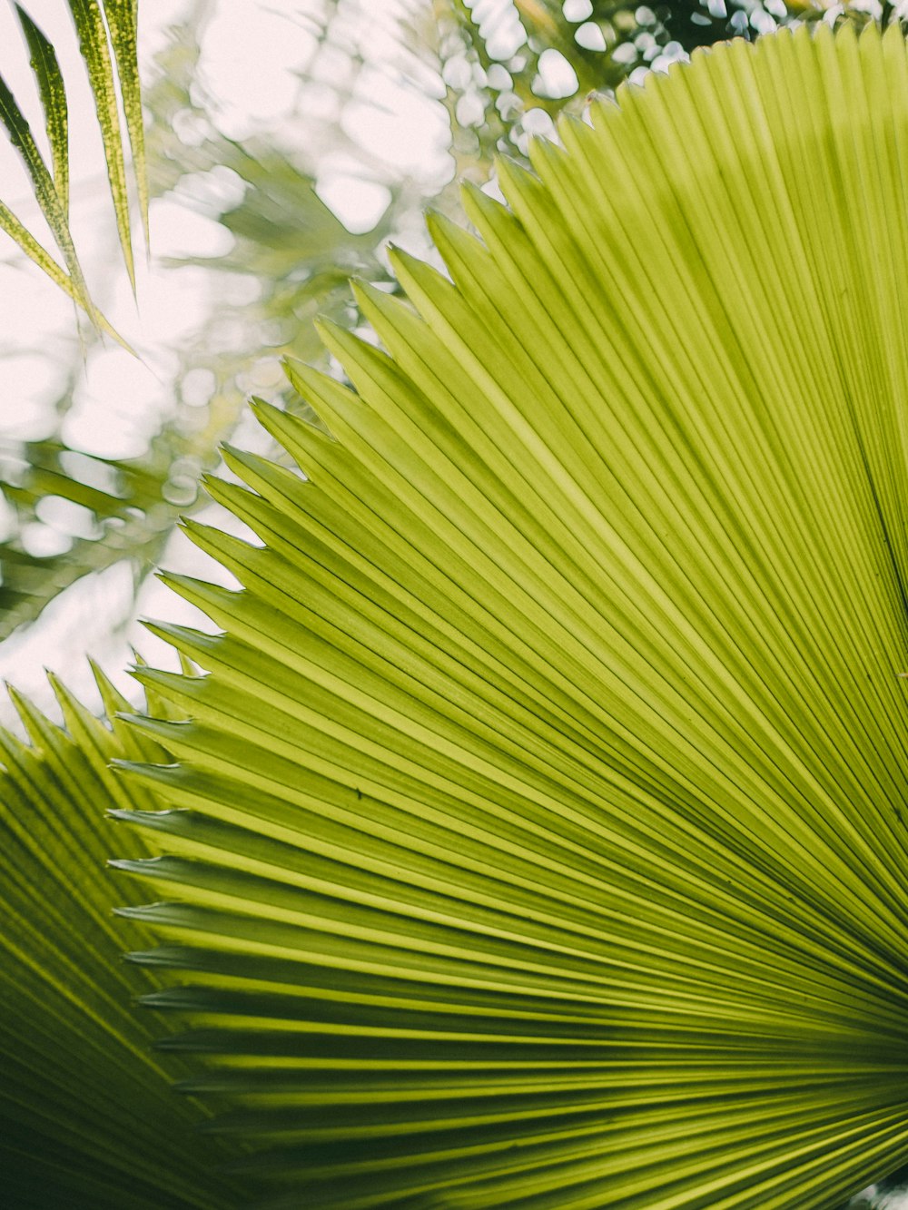 green leaf plant during daytime