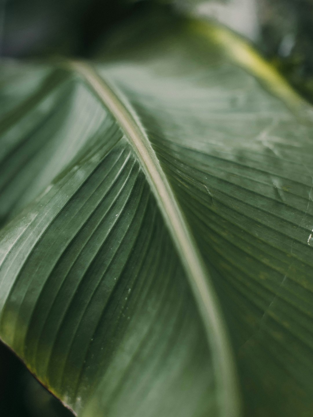 water droplets on green leaf