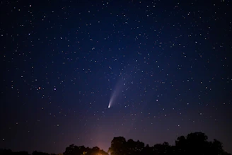 silhouette of trees under blue sky with stars during night time