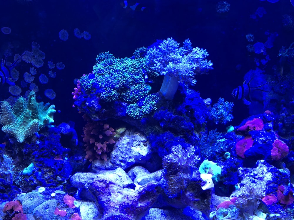 blue and green coral reef