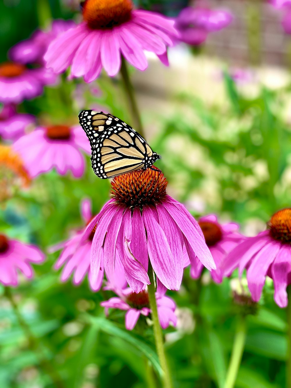 black and white butterfly on pink flower