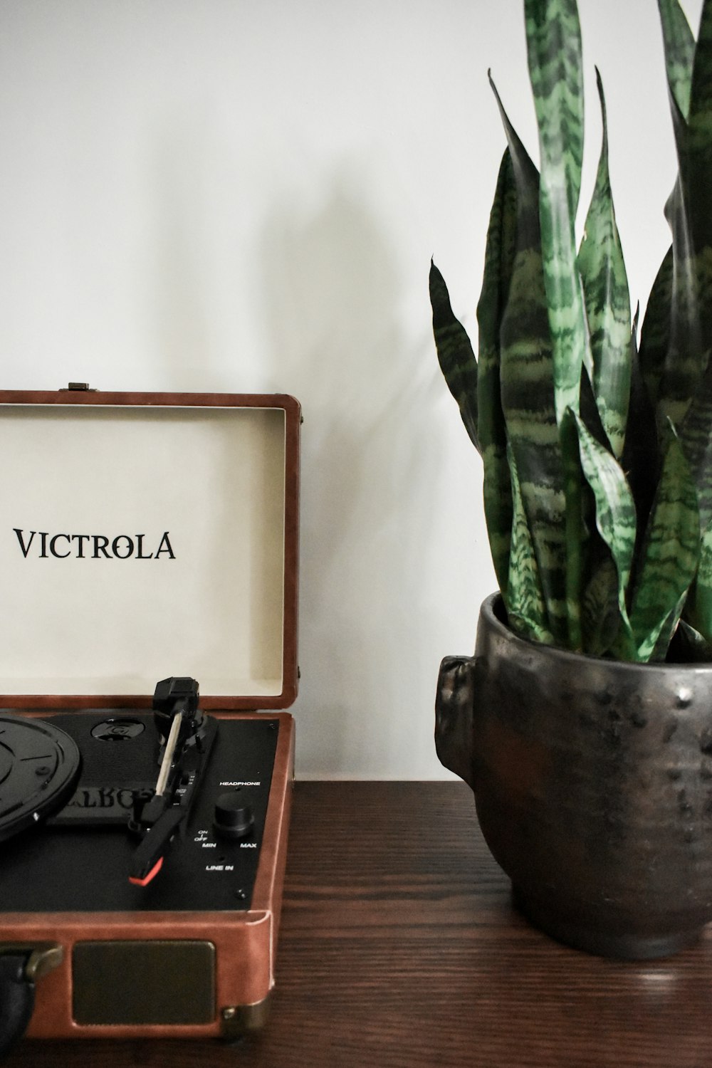 snake plant on brown wooden table