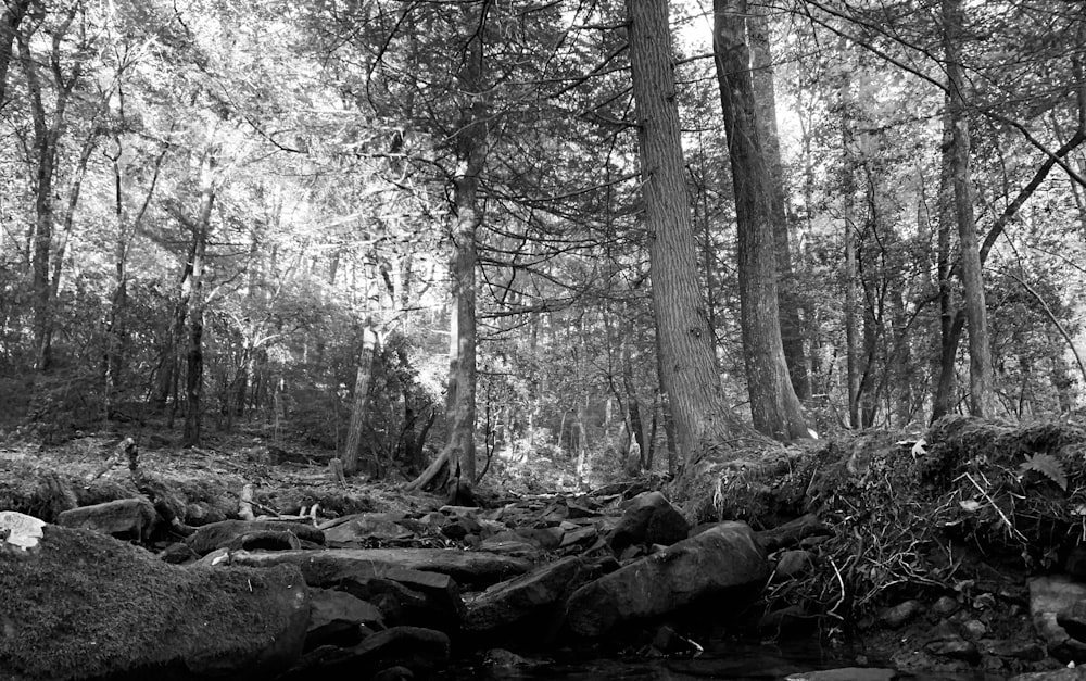 grayscale photo of trees and rocks