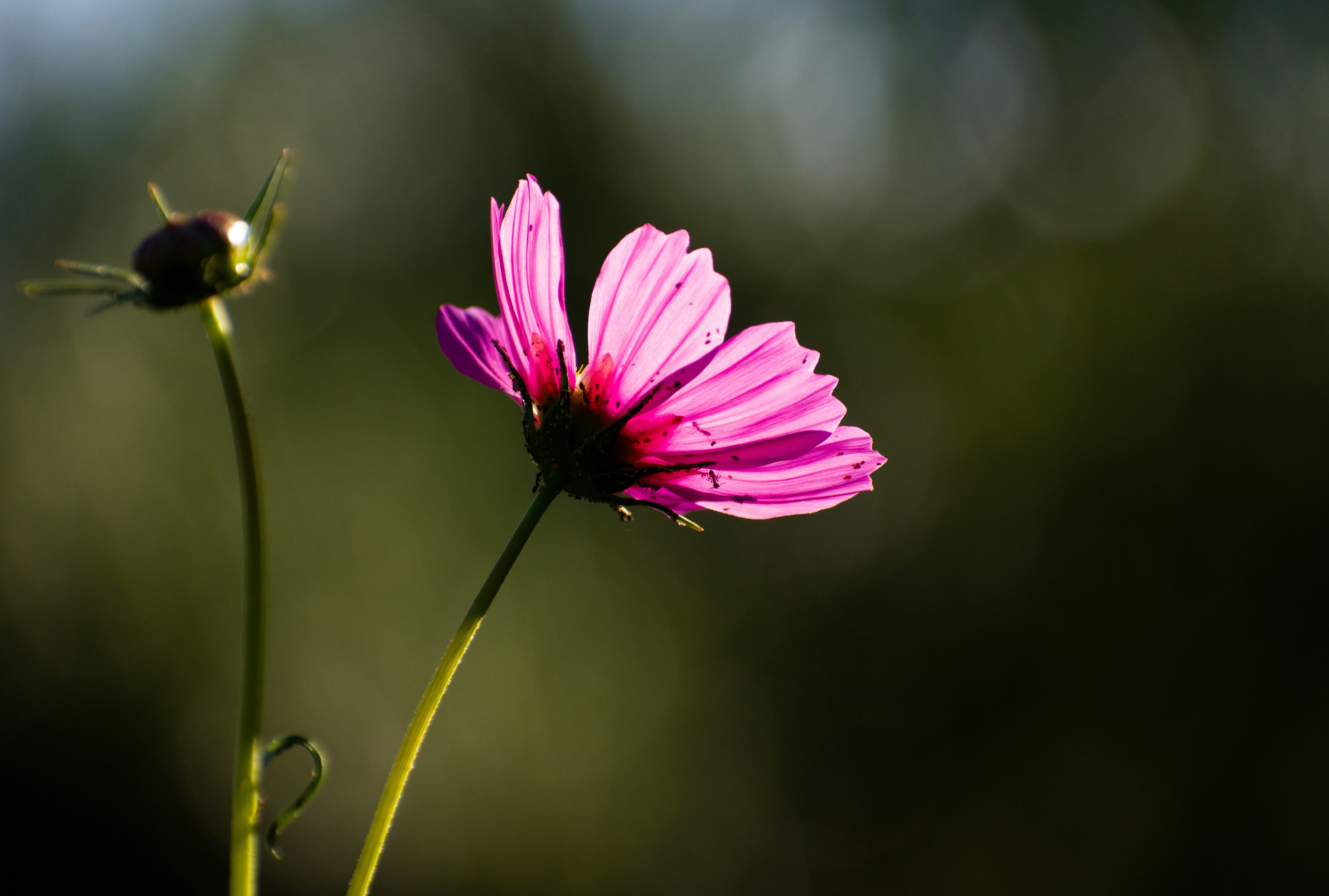 Photo by elisastonephotography