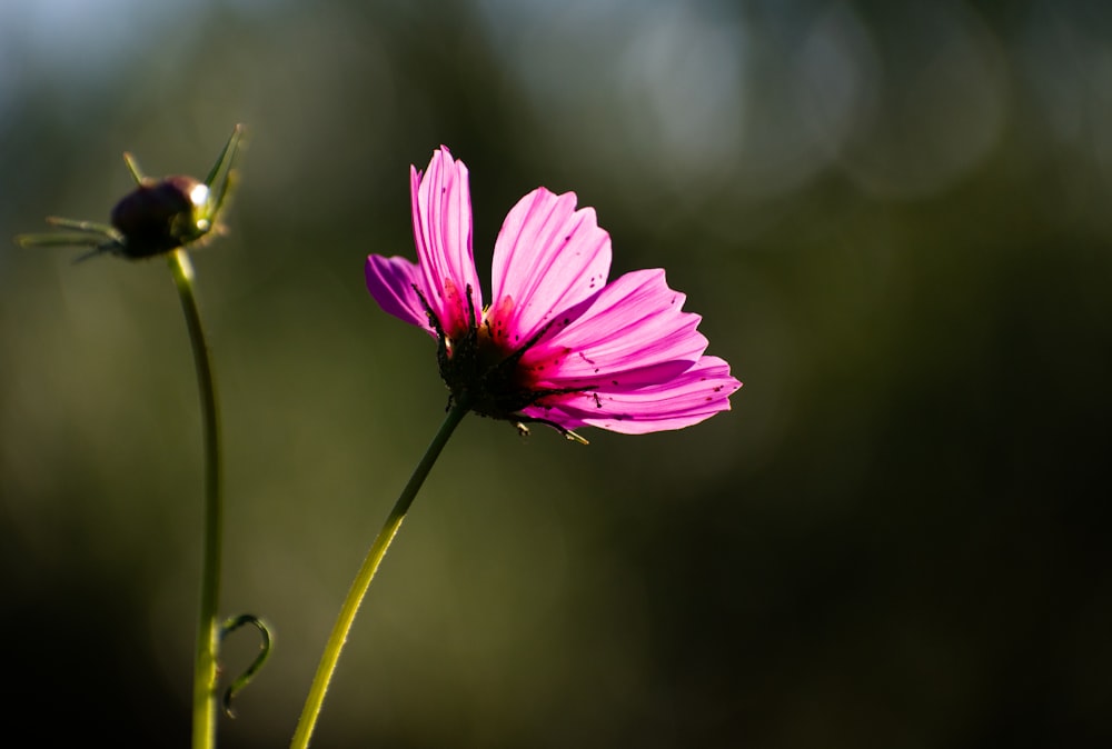 a single pink flower with a blurry background