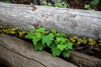 A lush green plant grows between fallen logs covered with patches of yellow lichen. The scene suggests a forest floor environment with organic textures and natural elements.
