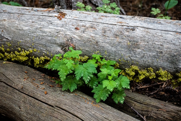 A lush green plant grows between fallen logs covered with patches of yellow lichen. The scene suggests a forest floor environment with organic textures and natural elements.