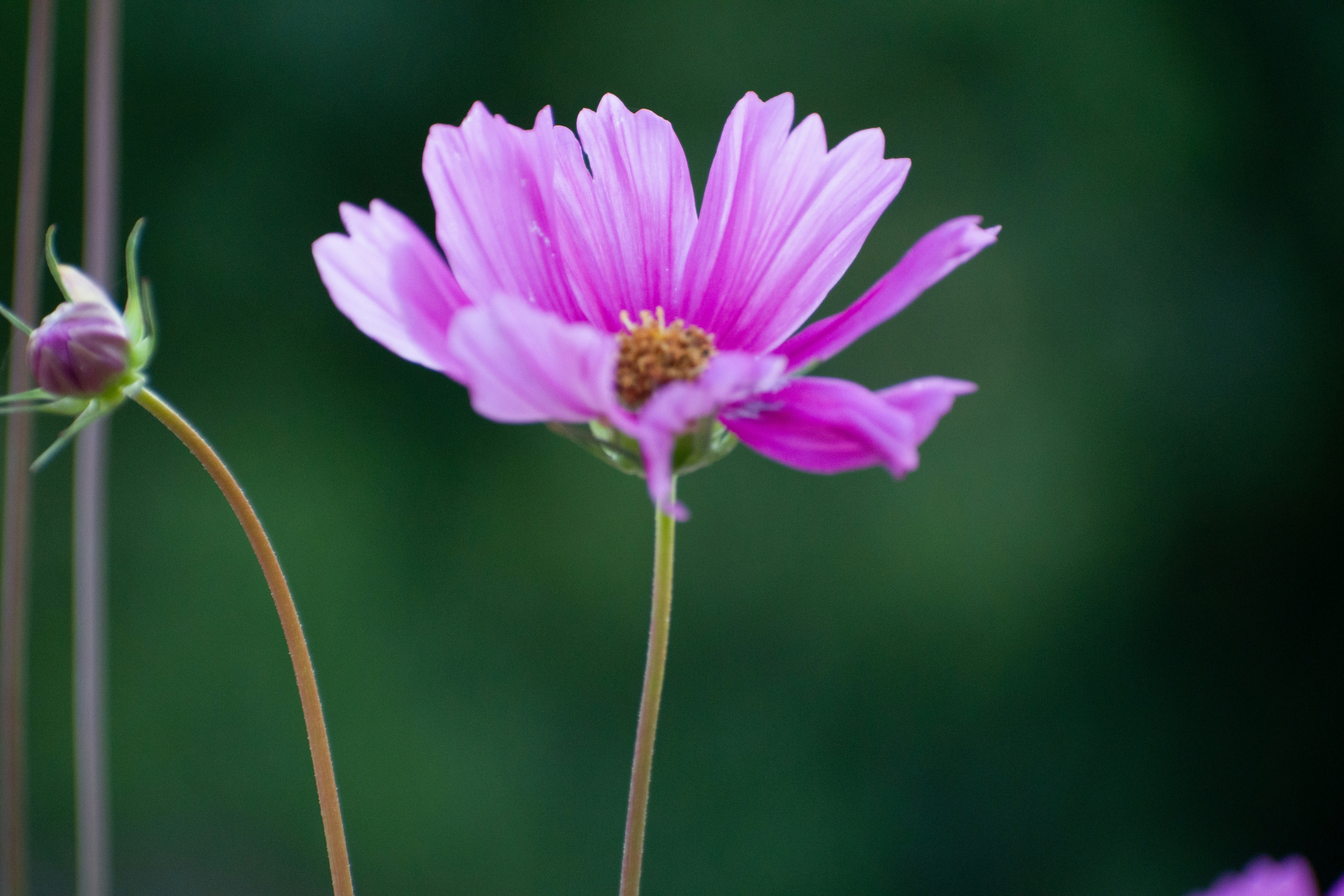 Photo by elisastonephotography