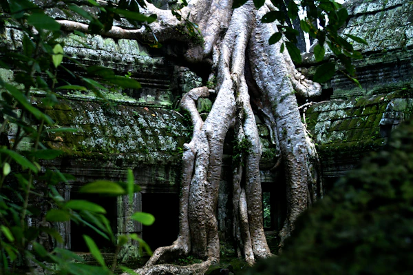 Angkor Sunrise Heritage Tour ⭐️ Best Seller detail 1