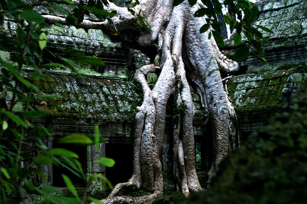 brown tree trunk near green wall