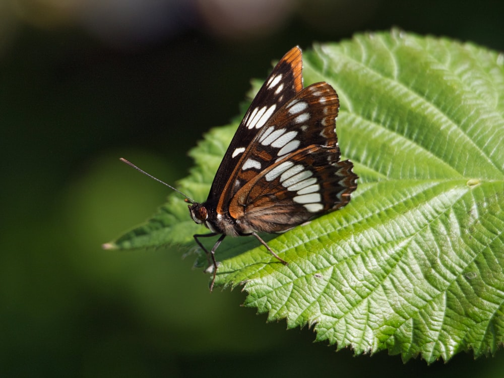 mariposa negra, blanca y marrón sobre hoja verde