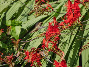 A vibrant hummingbird hovering near bright yellow wildflowers in a sunlit garden.