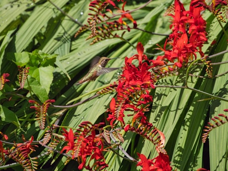 A vibrant hummingbird hovering near a bright red flower in a sunlit garden.