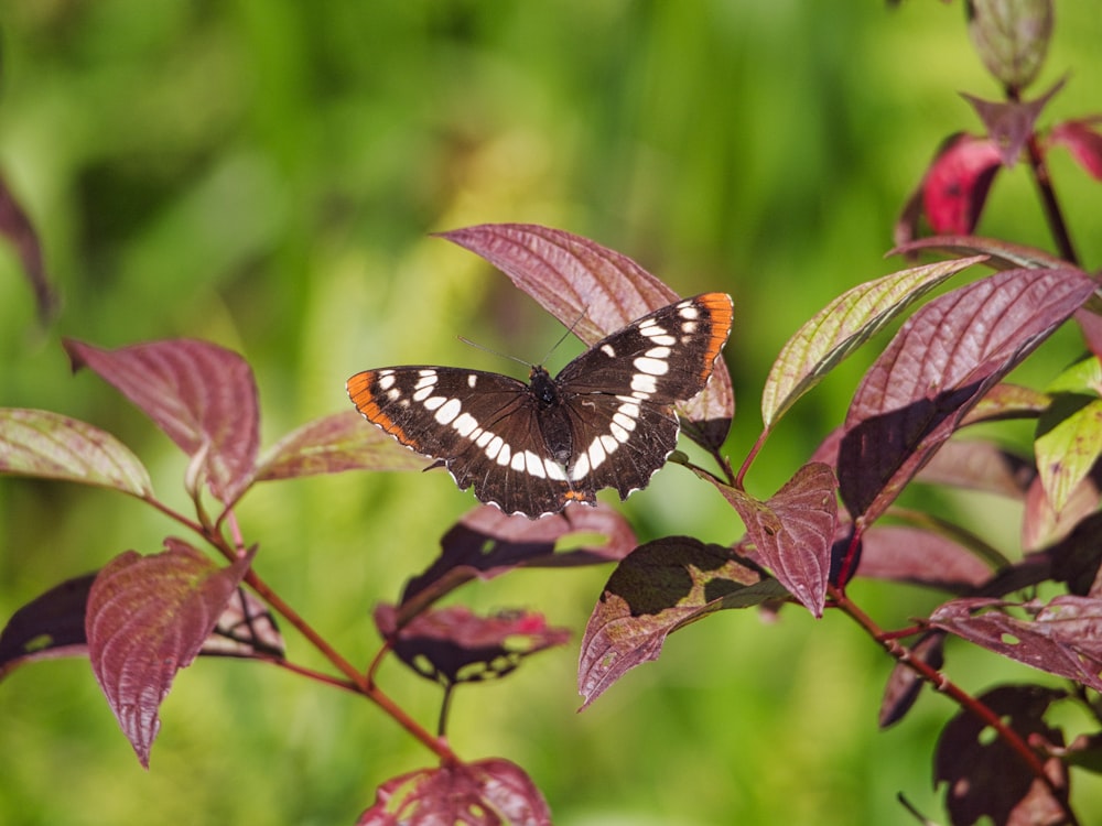 black and white butterfly perched on red and green leaf in close up photography during daytime