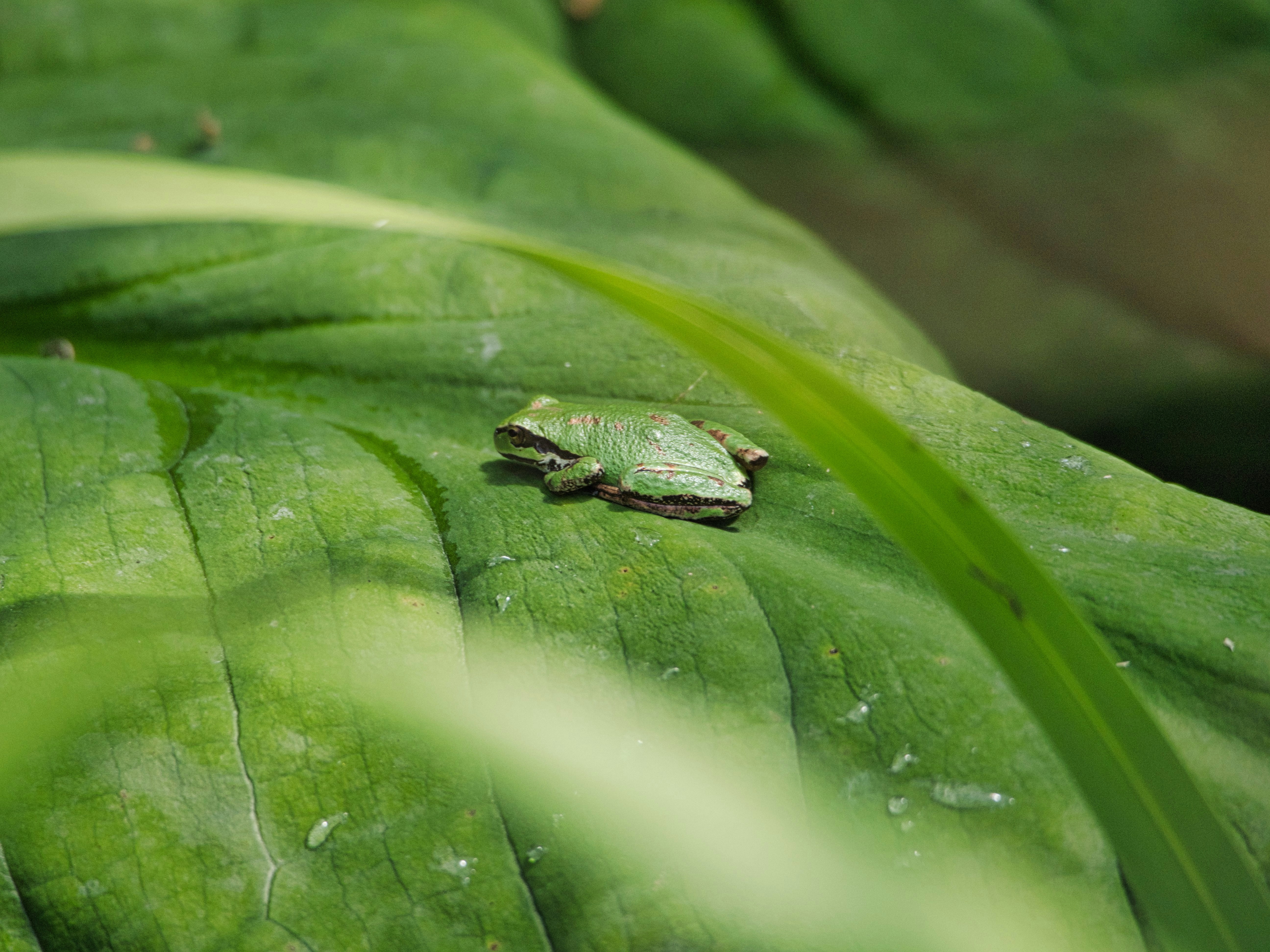 green frog on green leaf