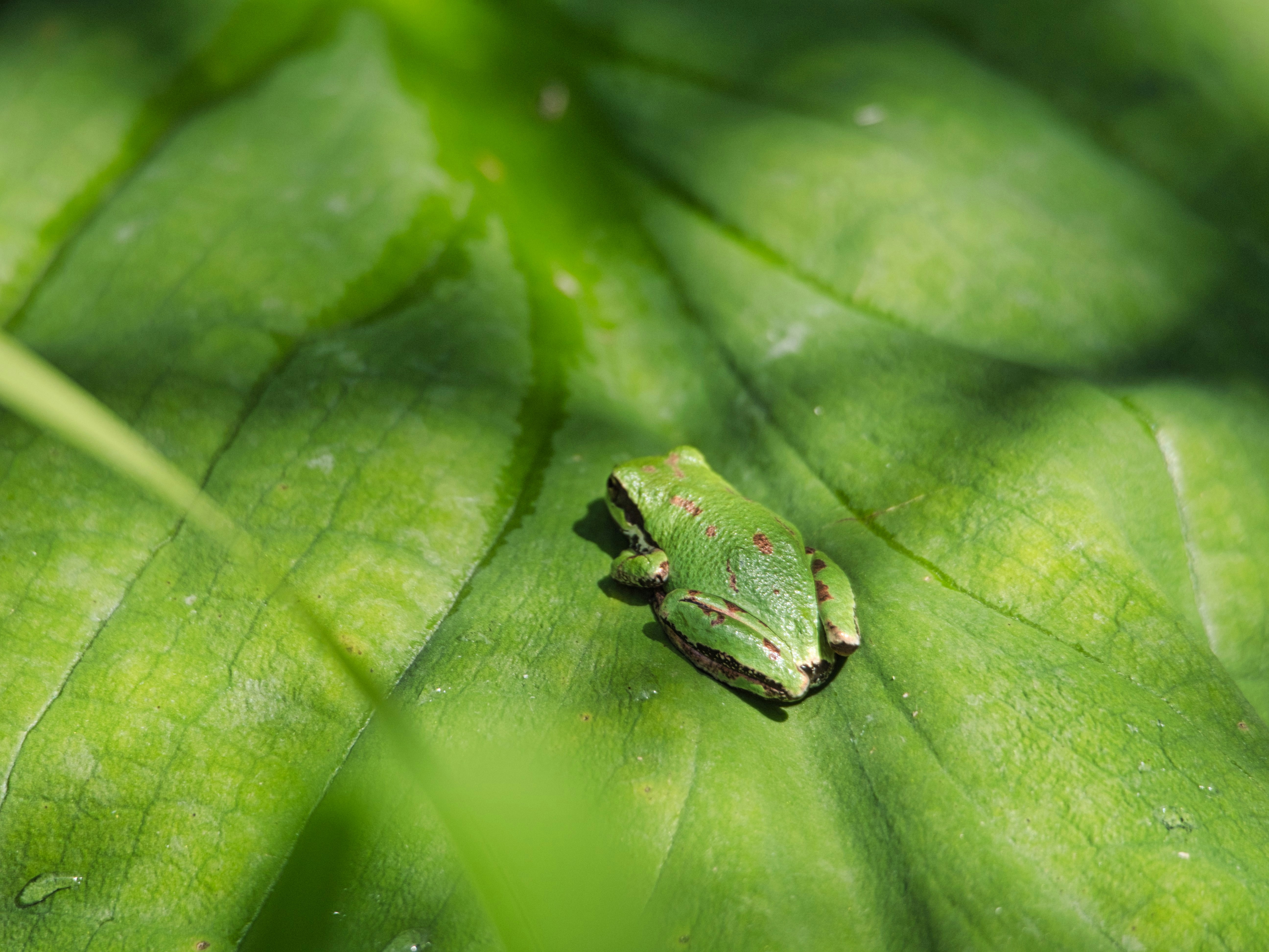 green frog on green leaf