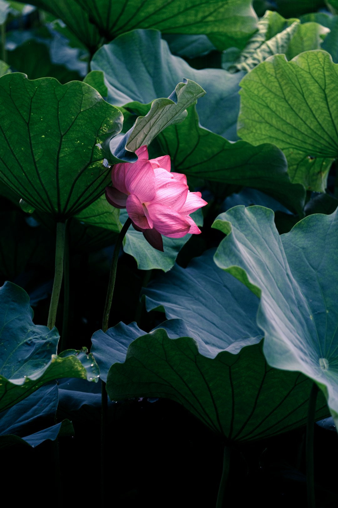 pink flower with green leaves