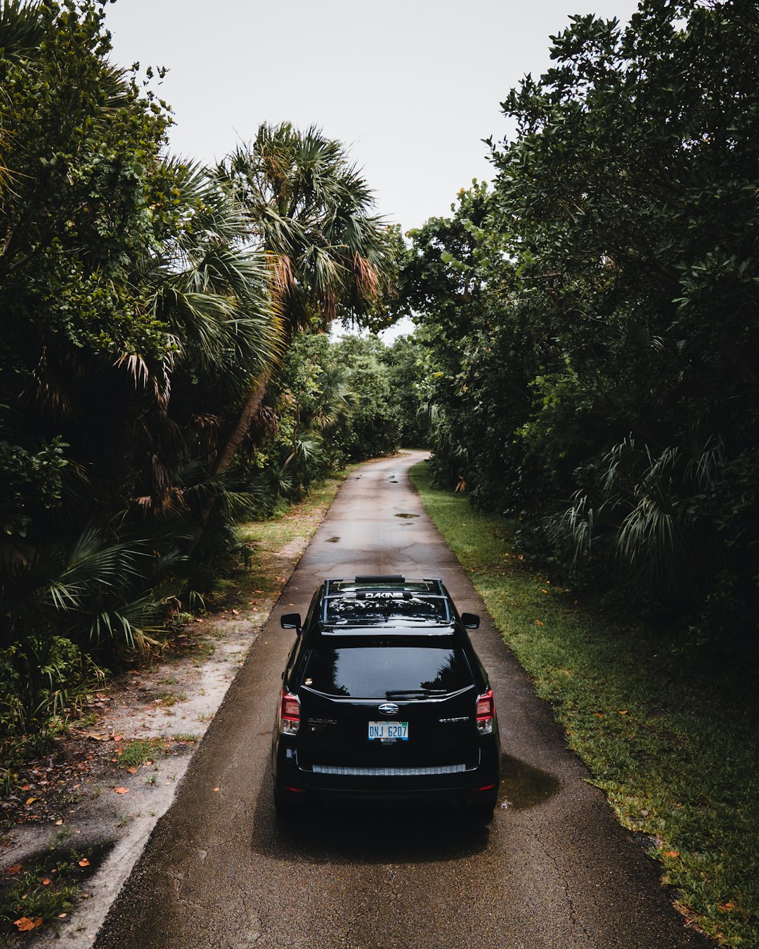 black car on gray concrete road between green plants during daytime