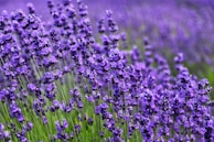purple flower field during daytime
