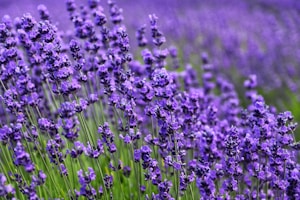 purple flower field during daytime