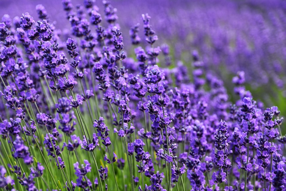 purple flower field during daytime