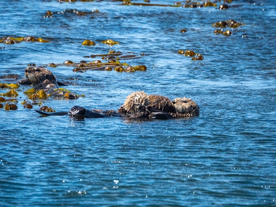 brown animal on water during daytime in Ucluelet Canada