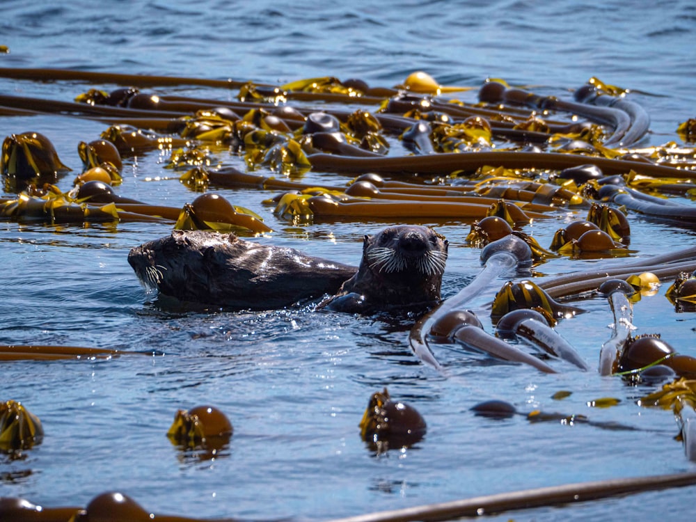 León marino negro en el agua durante el día