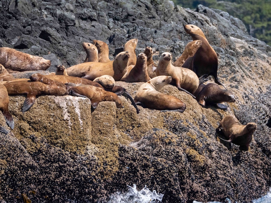 Wildlife photo spot Ucluelet Cumberland