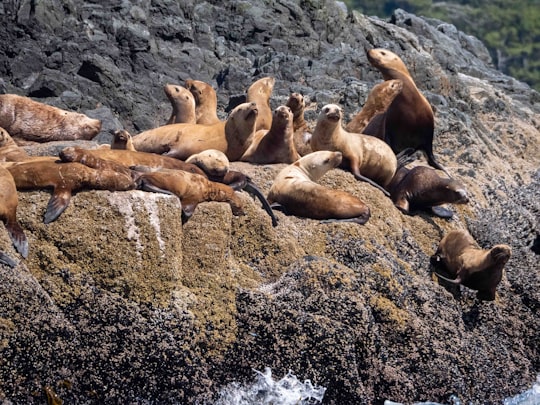 group of sea lion on rocky shore during daytime in Ucluelet Canada