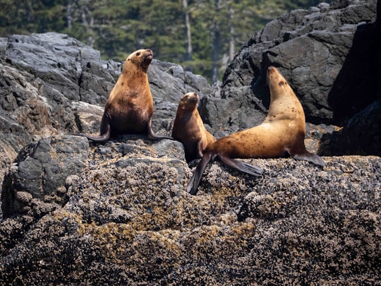 sea lion on rocky ground during daytime in Ucluelet Canada