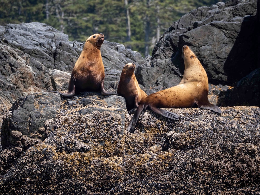 sea lion on rocky ground during daytime
