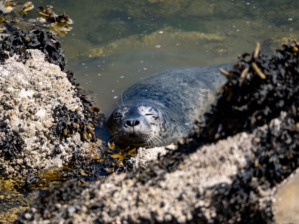 black seal on gray rock