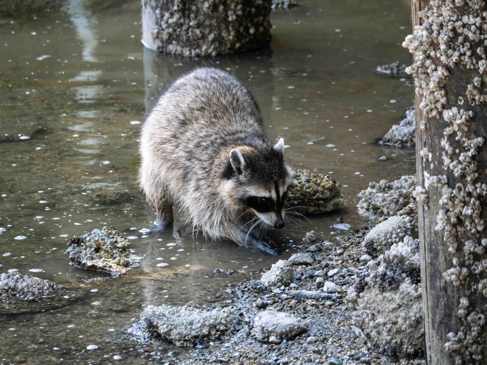 raccoon on water during daytime