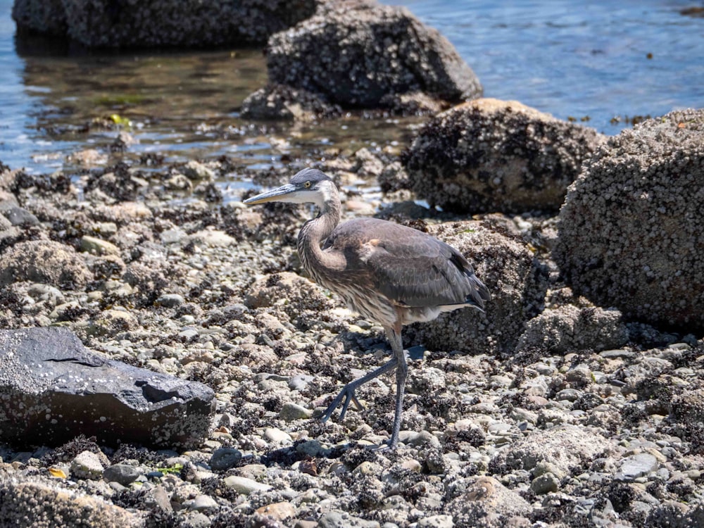 brown bird on rocky shore during daytime